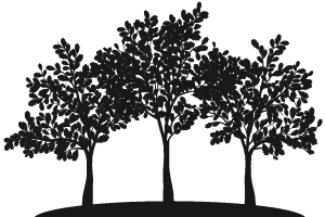 Three trees on a hill
